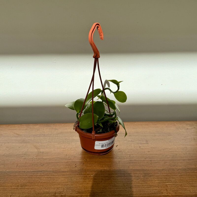 Vanilla planifolia Vanilla Orchid 4.5" HB