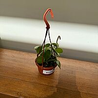Vanilla planifolia Vanilla Orchid 4.5" HB