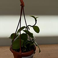 Vanilla planifolia Vanilla Orchid 4.5" HB