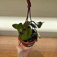 Vanilla planifolia Vanilla Orchid 4.5" HB