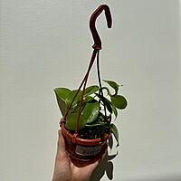 Vanilla planifolia Vanilla Orchid 4.5" HB