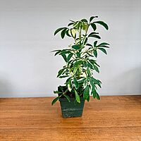 Umbrella Tree 'Arboricola Variegated' (Heptapleurum arboricola variegata) - 4" Pot