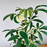 Umbrella Tree 'Arboricola Variegated' (Heptapleurum arboricola variegata) - 4" Pot