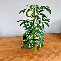 Umbrella Tree 'Arboricola Variegated' (Heptapleurum arboricola variegata) - 4" Pot