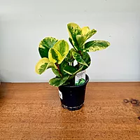 Peperomia obtusifolia 'Marble' 4" pot
