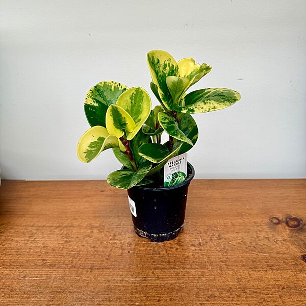 Peperomia obtusifolia 'Marble' 4" pot