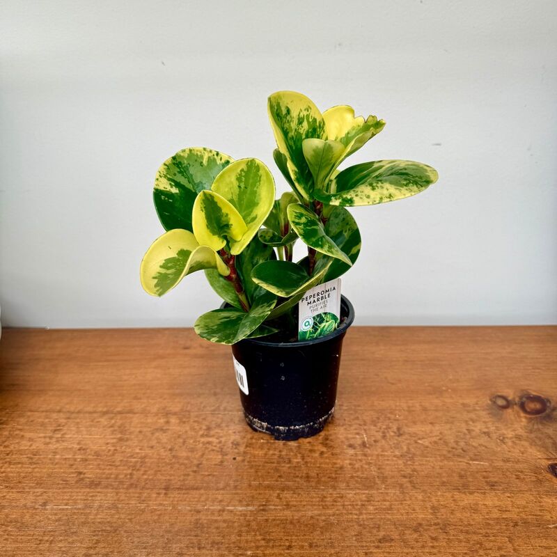 Peperomia obtusifolia 'Marble' 4" pot