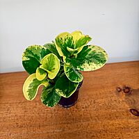 Peperomia obtusifolia 'Marble' 4" pot
