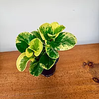 Peperomia obtusifolia 'Marble' 4" pot