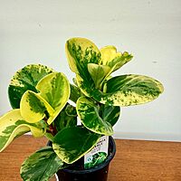 Peperomia obtusifolia 'Marble' 4" pot