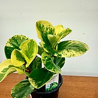 Peperomia obtusifolia 'Marble' 4" pot