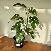 Rhaphidophora tetrasperma ' Ginny' 5" pot