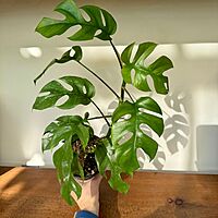 Rhaphidophora tetrasperma ' Ginny' 5" pot