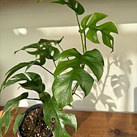 Rhaphidophora tetrasperma ' Ginny' 5" pot