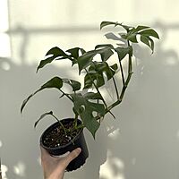 Rhaphidophora tetrasperma ' Ginny' 5" pot