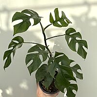 Rhaphidophora tetrasperma ' Ginny' 5" pot