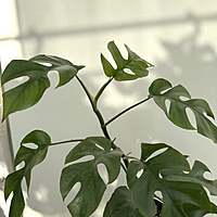 Rhaphidophora tetrasperma ' Ginny' 5" pot