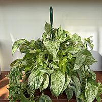 Epipremnum aureum 'Snow Queen' - Pothos 'Snow Queen' 8" HB