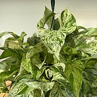 Epipremnum aureum 'Snow Queen' - Pothos 'Snow Queen' 8" HB