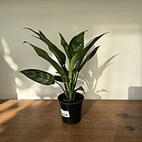 Aglaonema commutatum 'Maria' (Chinese Evergreen 'Maria') - 4" pot