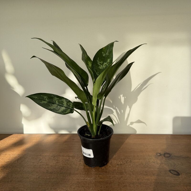 Aglaonema commutatum 'Maria' (Chinese Evergreen 'Maria') - 4" pot