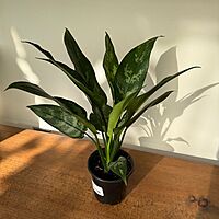 Aglaonema commutatum 'Maria' (Chinese Evergreen 'Maria') - 4" pot