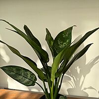 Aglaonema commutatum 'Maria' (Chinese Evergreen 'Maria') - 4" pot