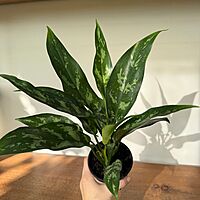 Aglaonema commutatum 'Maria' (Chinese Evergreen 'Maria') - 4" pot