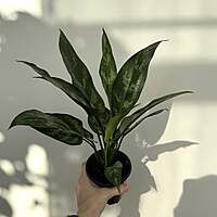 Aglaonema commutatum 'Maria' (Chinese Evergreen 'Maria') - 4" pot