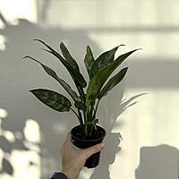 Aglaonema commutatum 'Maria' (Chinese Evergreen 'Maria') - 4" pot