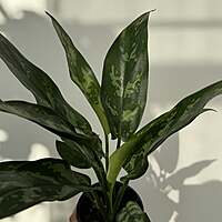 Aglaonema commutatum 'Maria' (Chinese Evergreen 'Maria') - 4" pot