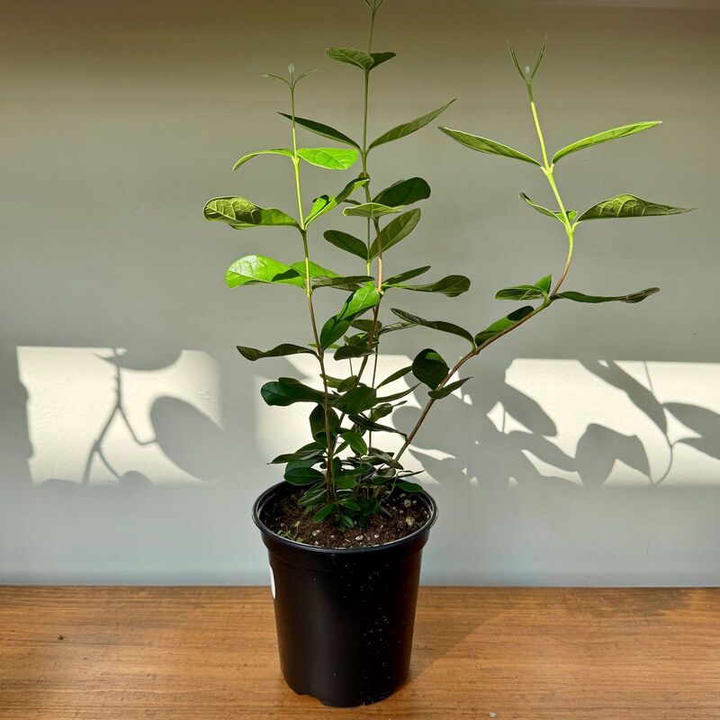 Acca sellowiana - Pineapple Guave 6" pot