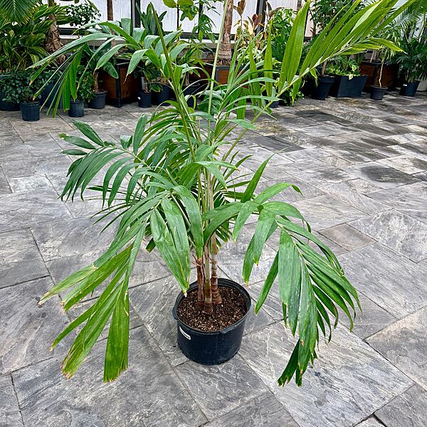 Christmas Palm (Adonidia merillii) - 13" Pot