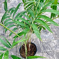 Christmas Palm (Adonidia merillii) - 13" Pot