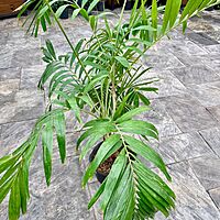 Christmas Palm (Adonidia merillii) - 13" Pot