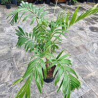 Christmas Palm (Adonidia merillii) - 13" Pot