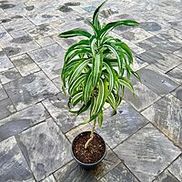 Dracaena warneckii 'White Jewel' (Corn Plant 'White Jewel') - 14" Pot