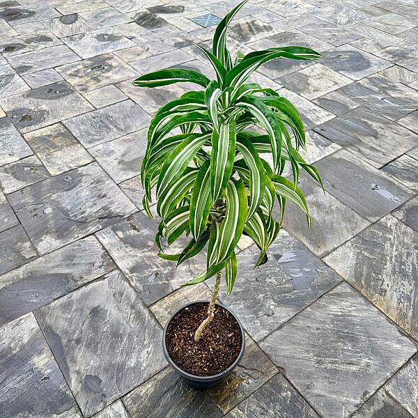 Dracaena warneckii 'White Jewel' (Corn Plant 'White Jewel') - 14" Pot