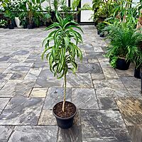 Dracaena warneckii 'White Jewel' (Corn Plant 'White Jewel') - 14" Pot
