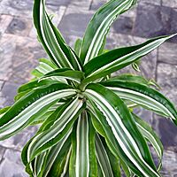 Dracaena warneckii 'White Jewel' (Corn Plant 'White Jewel') - 14" Pot