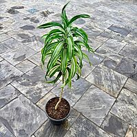 Dracaena warneckii 'White Jewel' (Corn Plant 'White Jewel') - 14" Pot