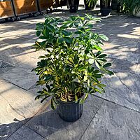 Schefflera arboricola 'Gold Capella' (Dwarf Umbrella Tree 'Gold Capella') - 10" Pot Std