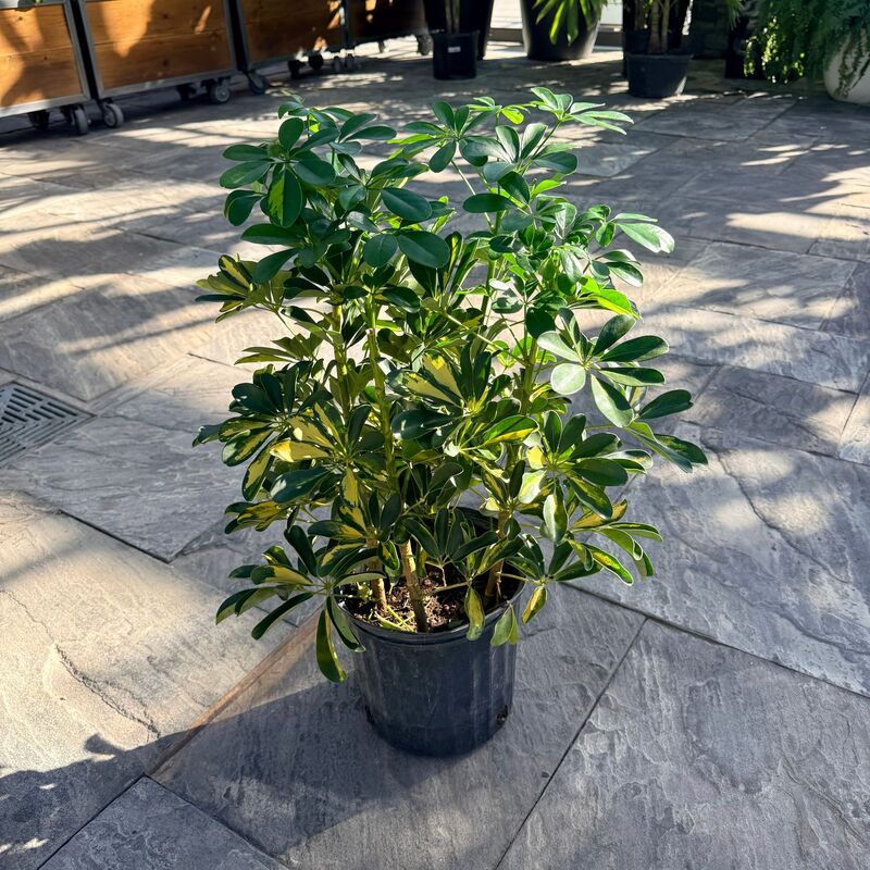 Schefflera arboricola 'Gold Capella' (Dwarf Umbrella Tree 'Gold Capella') - 10" Pot Std