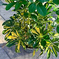 Schefflera arboricola 'Gold Capella' (Dwarf Umbrella Tree 'Gold Capella') - 10" Pot Std