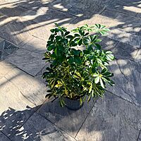Schefflera arboricola 'Gold Capella' (Dwarf Umbrella Tree 'Gold Capella') - 10" Pot Std