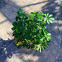 Schefflera arboricola 'Gold Capella' (Dwarf Umbrella Tree 'Gold Capella') - 10" Pot Std