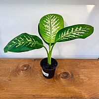 Dieffenbachia maculata 'Tropic Snow' (Dumb Cane 'Tropical Snow') - 4" Pot
