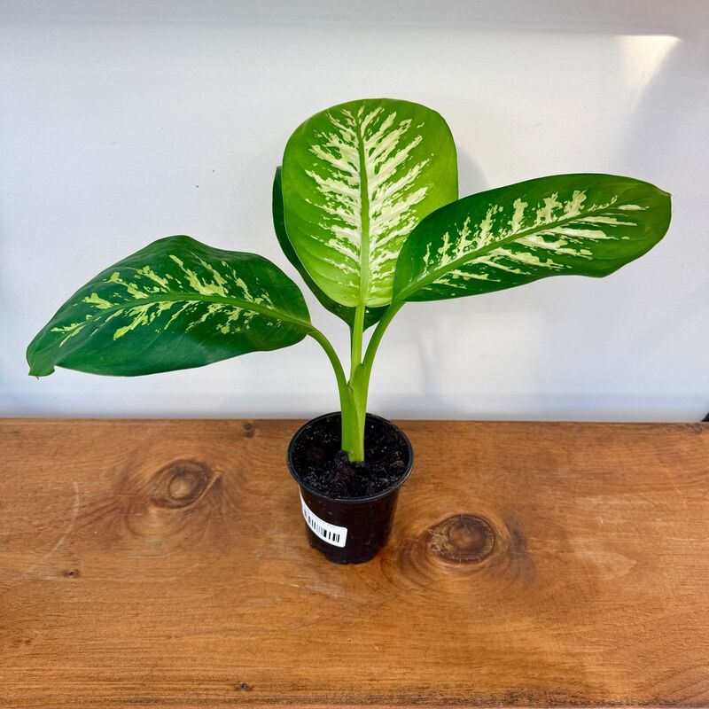 Dieffenbachia maculata 'Tropic Snow' (Dumb Cane 'Tropical Snow') - 4" Pot