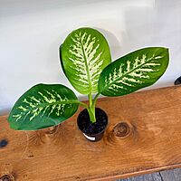 Dieffenbachia maculata 'Tropic Snow' (Dumb Cane 'Tropical Snow') - 4" Pot