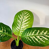 Dieffenbachia maculata 'Tropic Snow' (Dumb Cane 'Tropical Snow') - 4" Pot